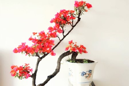 三角梅(麻哥教你如何种值).jpg 三角梅(麻哥教你如何种值).jpg