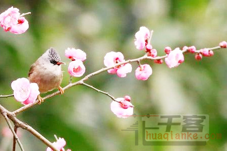 春风代意眠
