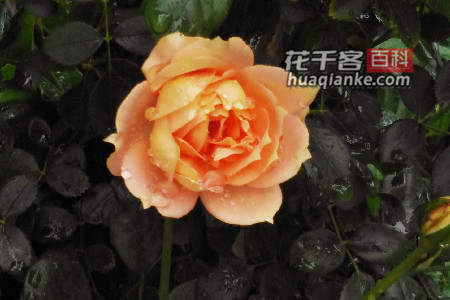生命好似一朵花,绽放难逃风和雨